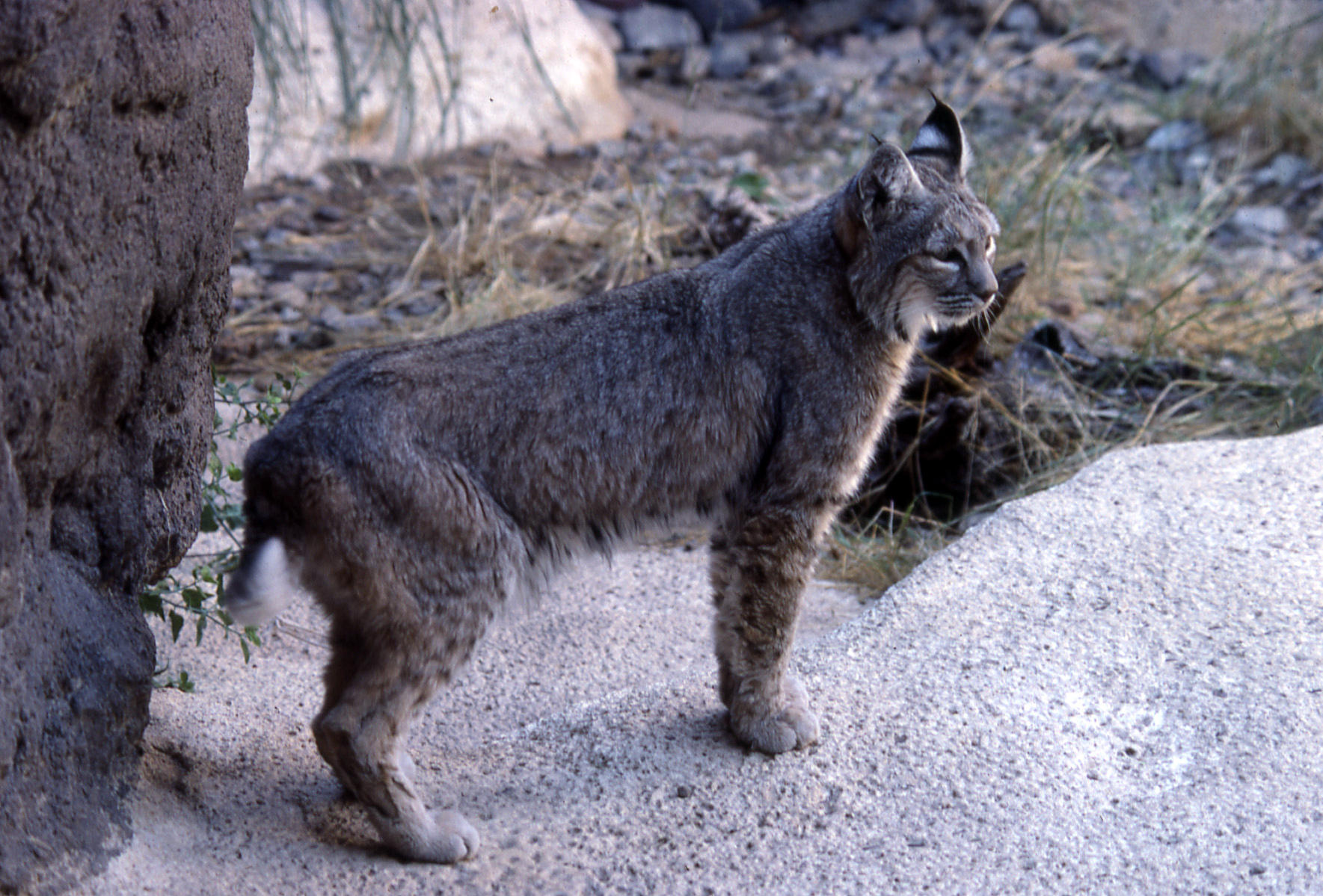 Bobcat-2020