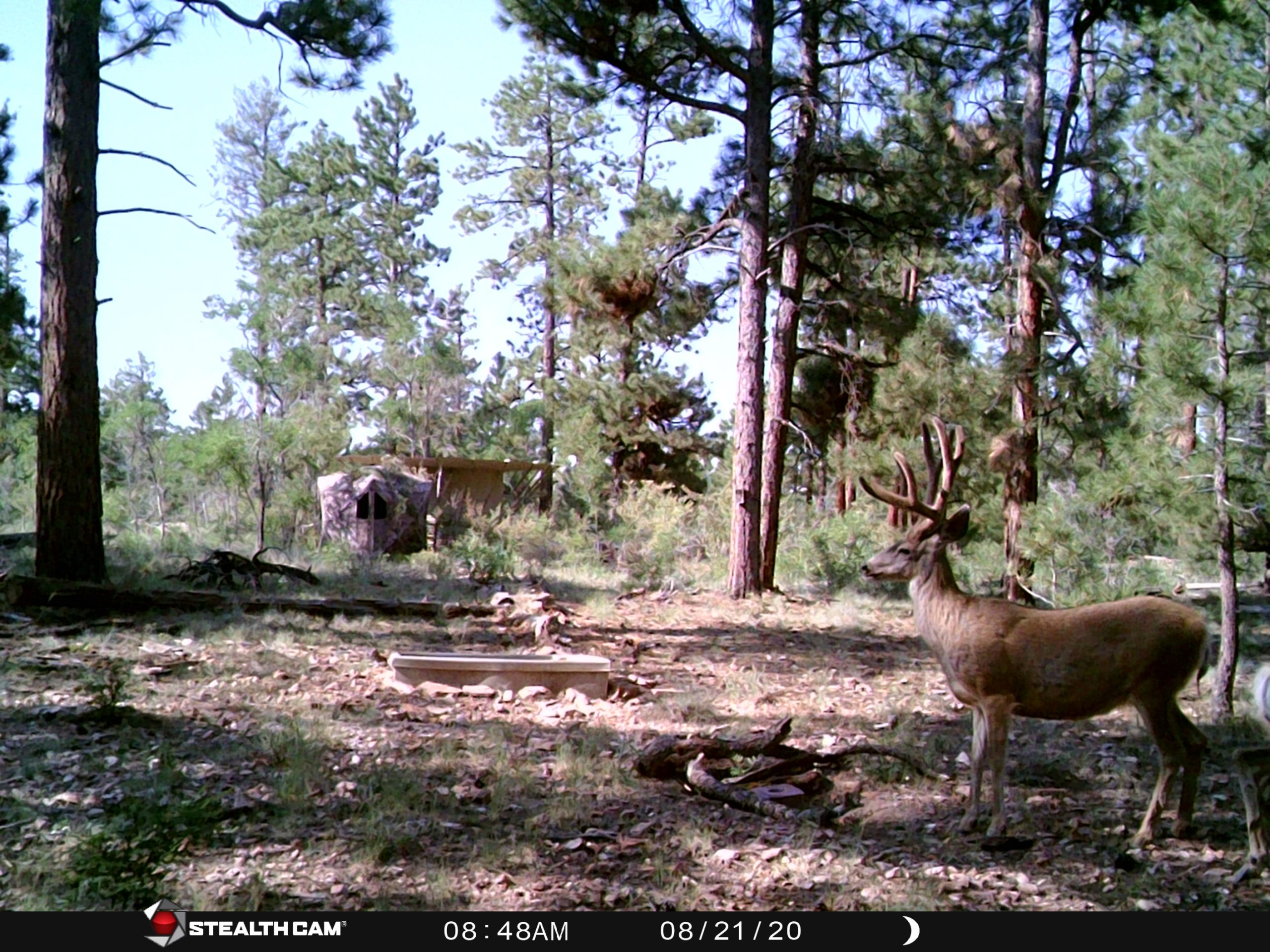 mule-deer-diamond-outfitters