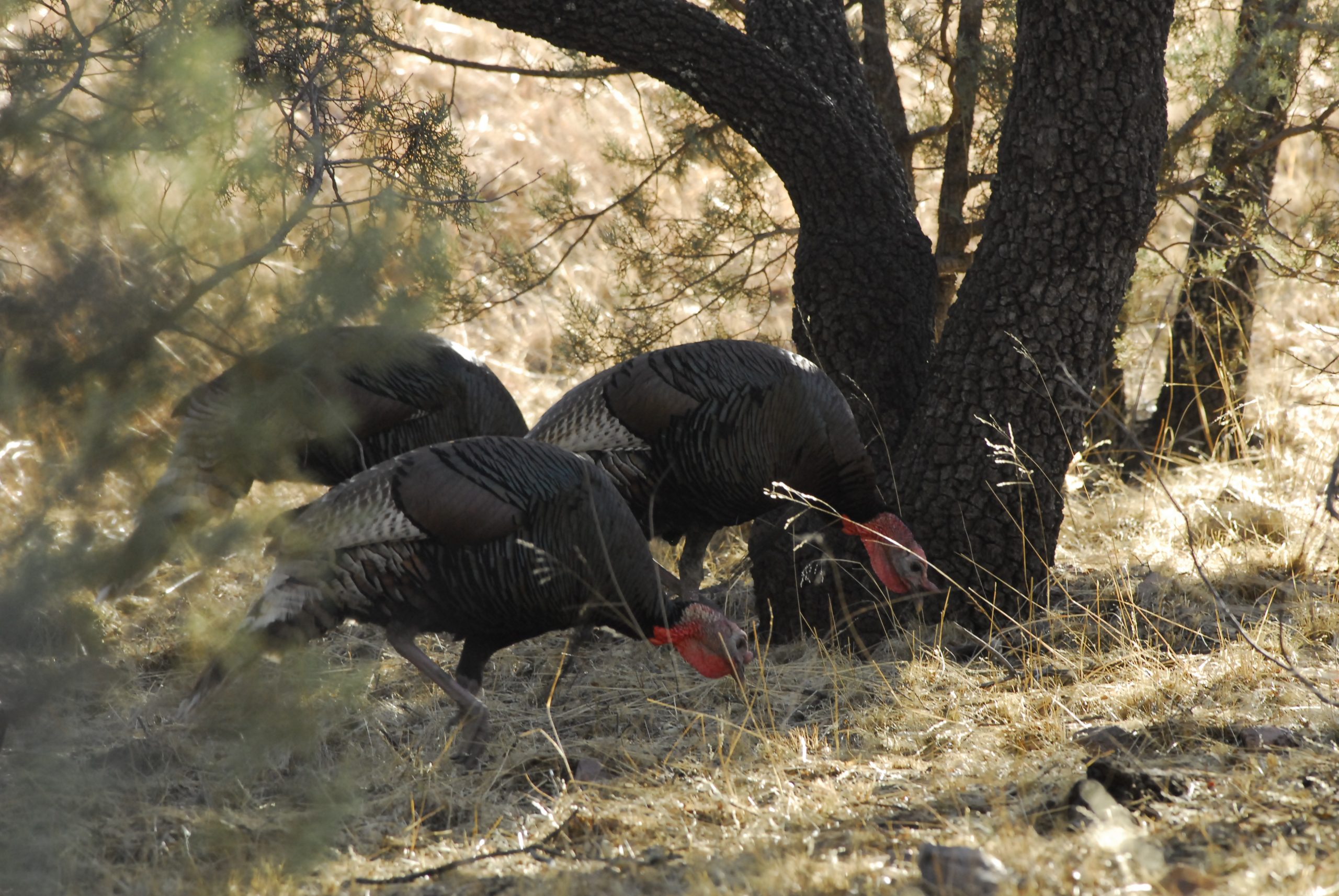 NEW MEXICO TURKEY HUNTS Diamond Outfitters