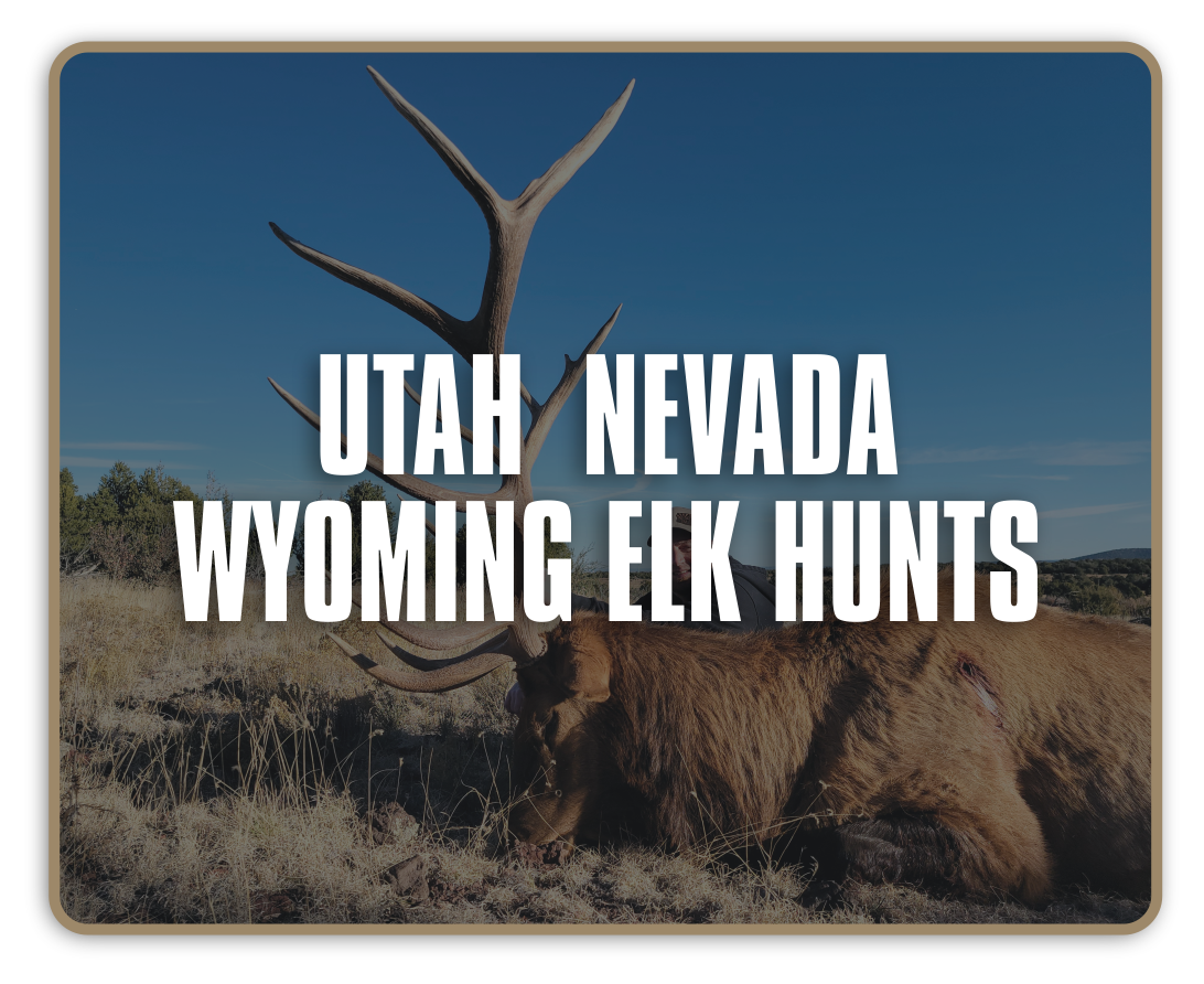 Diamond-Outfitters-Utah-Nevada-Wyoming Elk-3