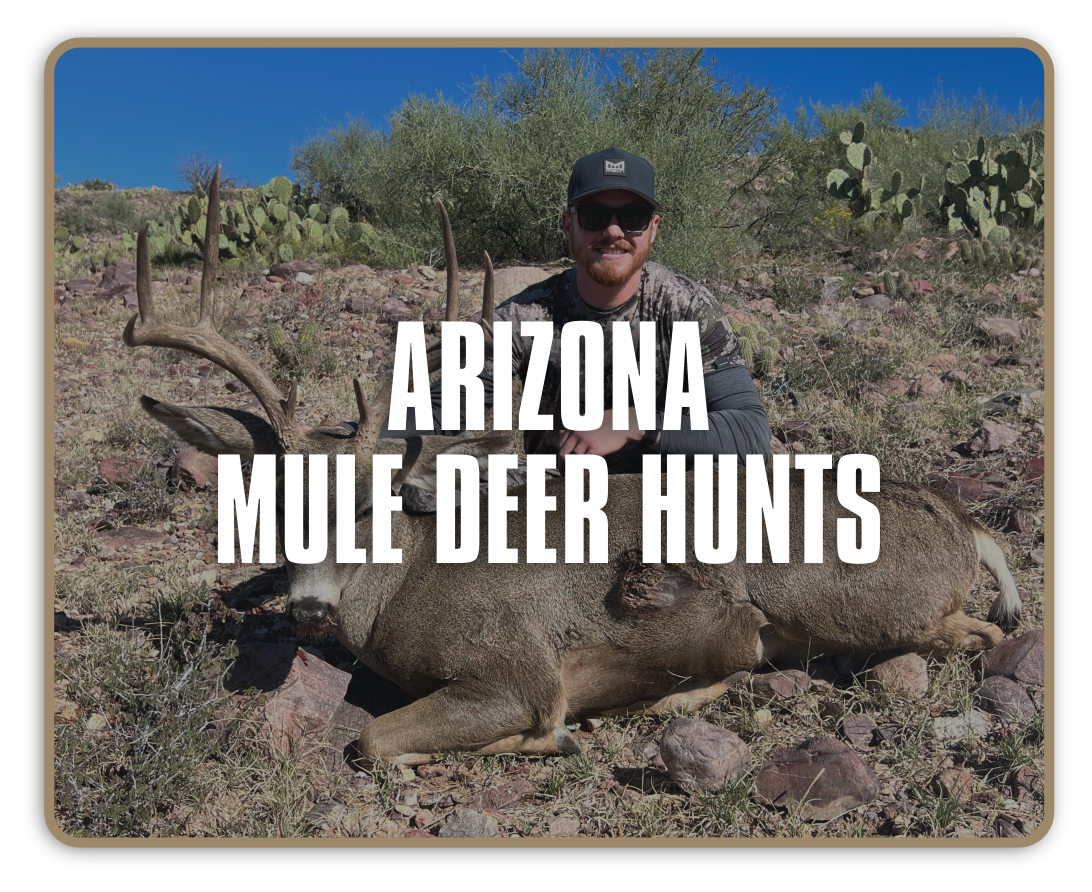 Diamond-Outfitters-ARIZONA-Mule-Deer-1