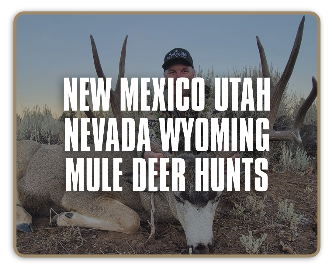 Diamond-Outfitters-NM-UT-NV-WY-Mule-Deer-1