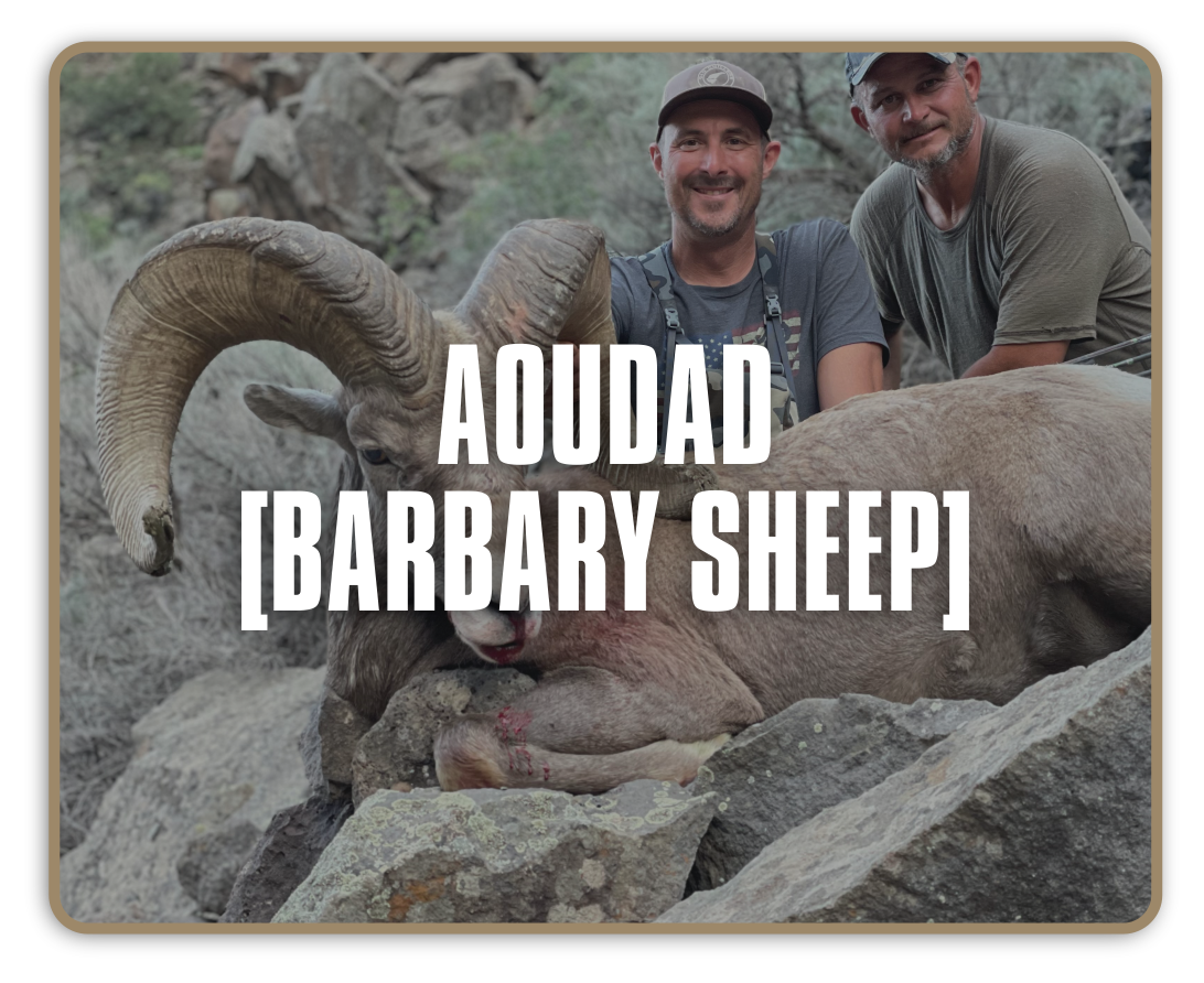 Diamond-Outfitters-New-Mexico-Aoudad-Barbary-Sheep-1