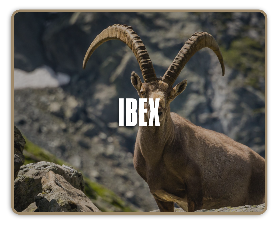Diamond-Outfitters-New-Mexico-Ibex-1