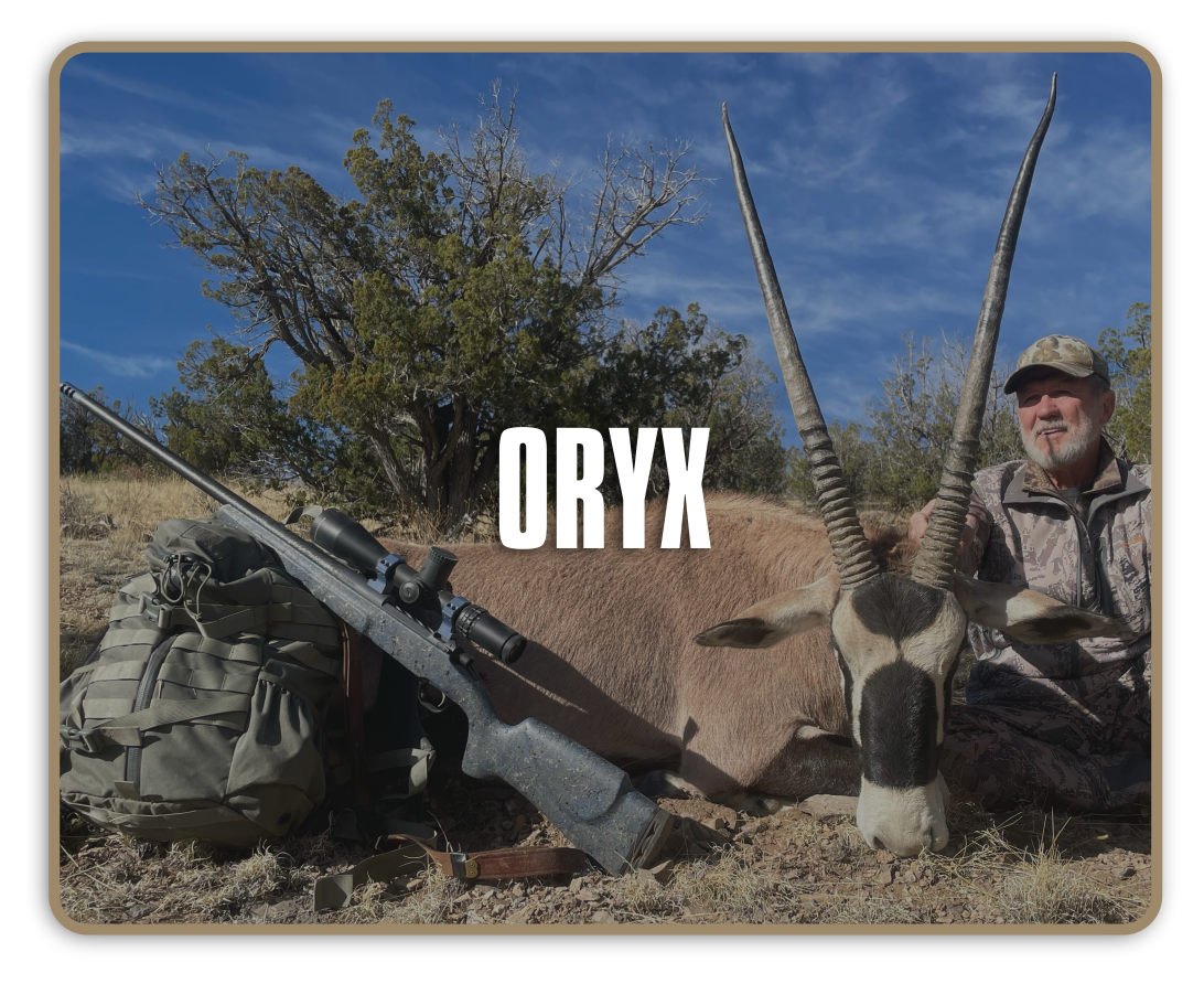 Diamond-Outfitters-New-Mexico-Oryx-1