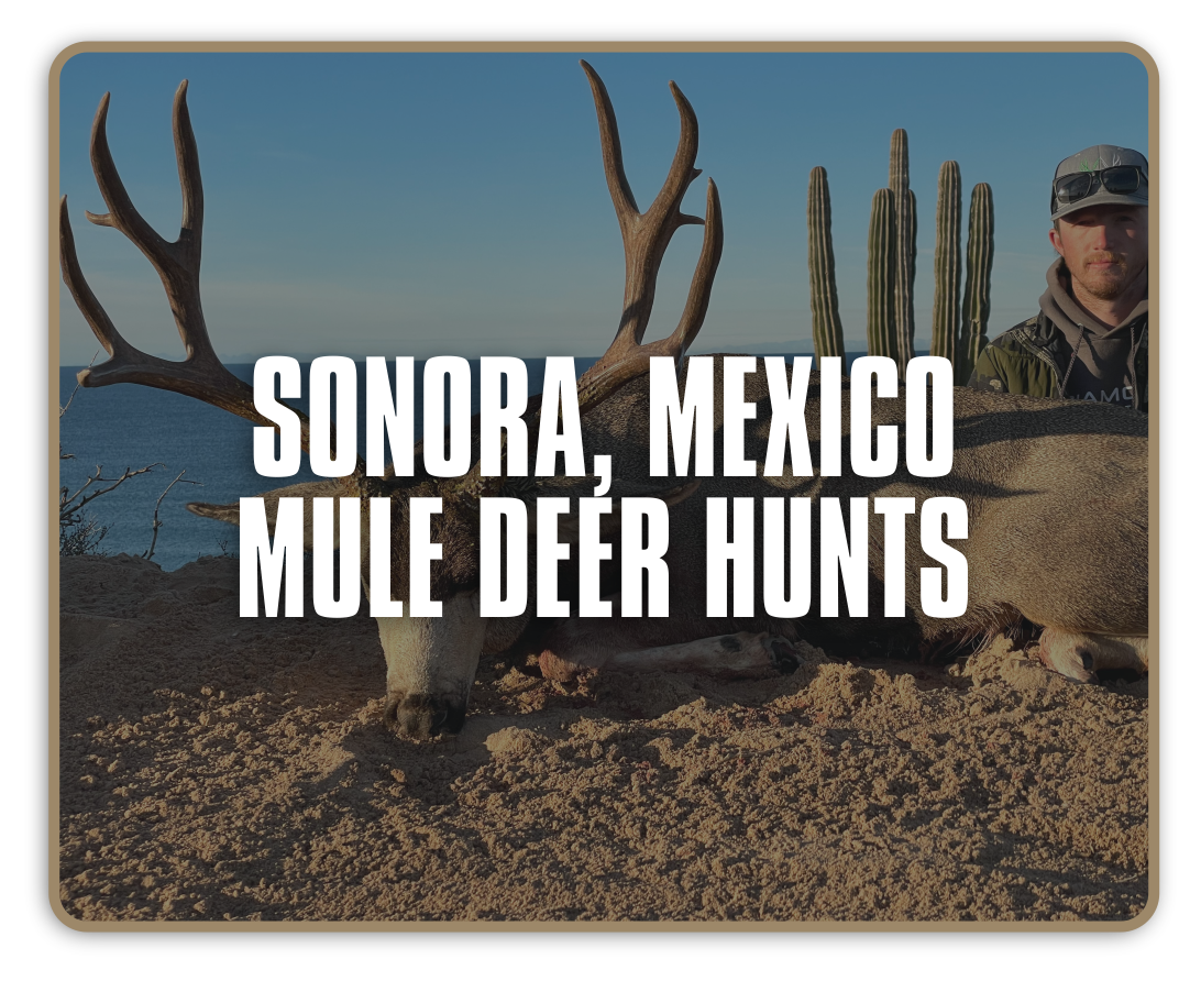 Diamond-Outfitters-SONORA-MEXICO-Mule-Deer-1